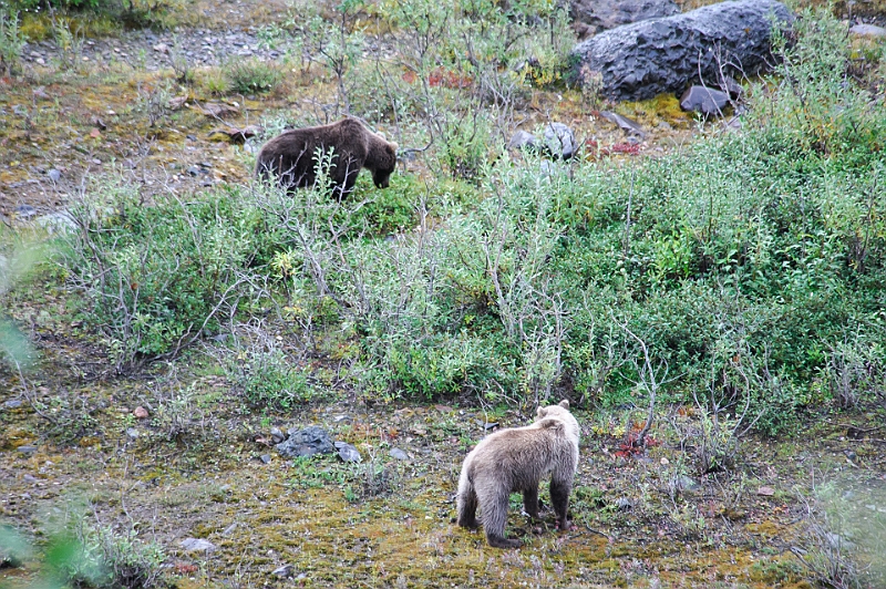 Alaska Wildlife-40.JPG